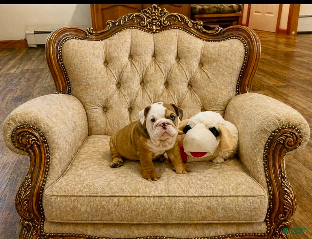 English Bulldog dogs for sale: Blue eyed Bobby - Ad 2