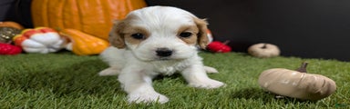 Cavapoo Puppy 5
