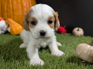 Cavapoo dogs Cavapoo Puppy 5 - Ad 26