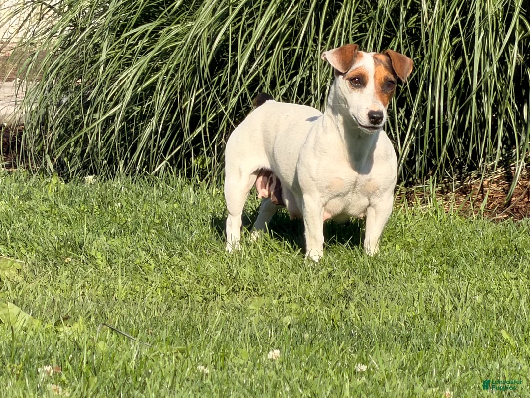 Jack Russell Terrier dogs for sale: Twinkle  - Ad 5