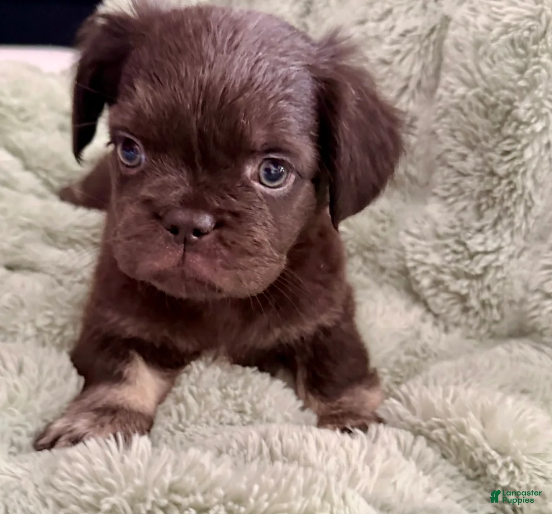 French Bulldog dogs for sale: Sneezy - Ad 1