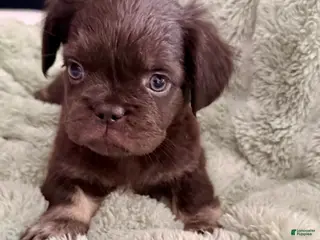 French Bulldog dogs for sale: Sneezy - Ad 2