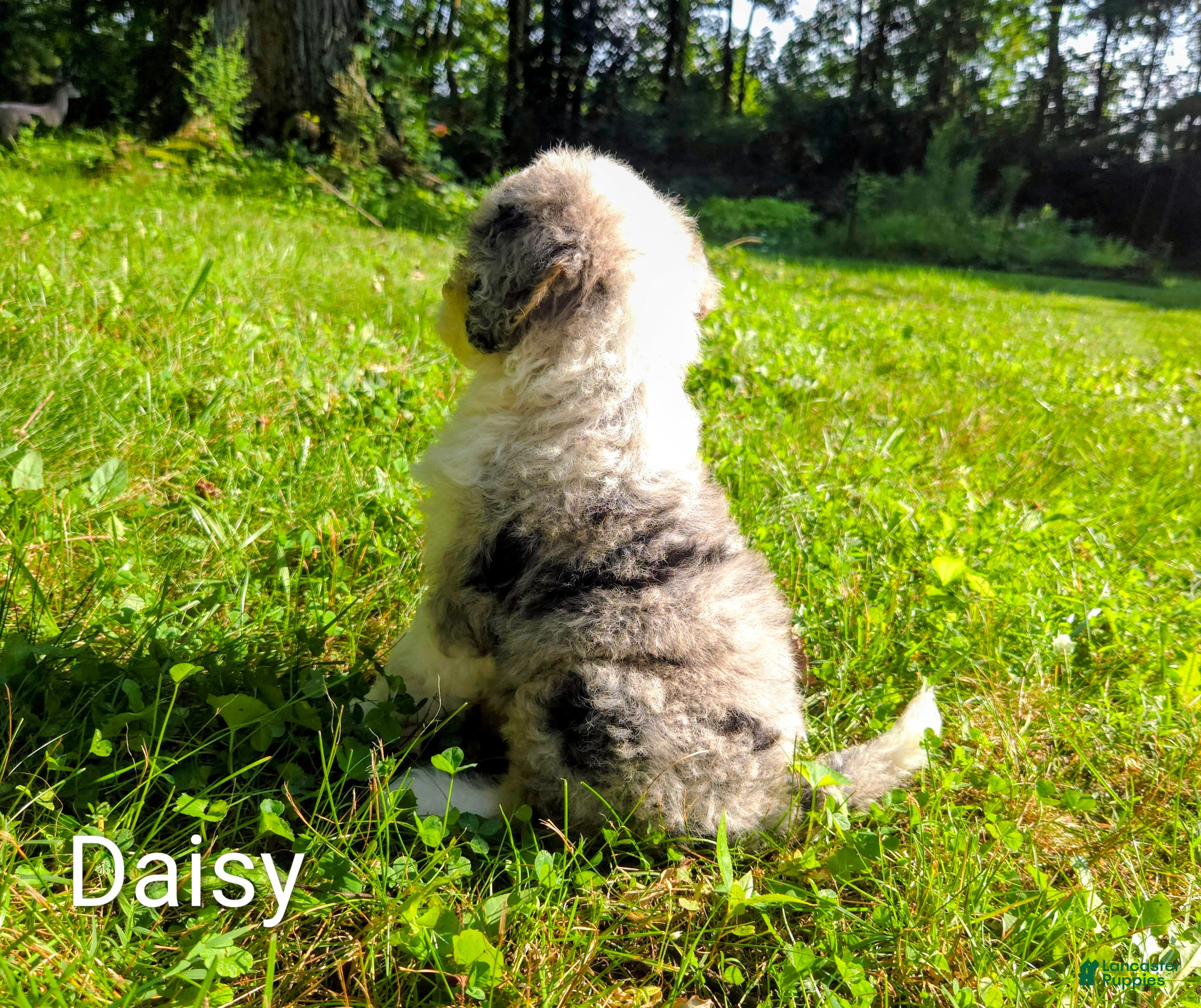Mini Bernedoodle dogs Daisy - Ad 2
