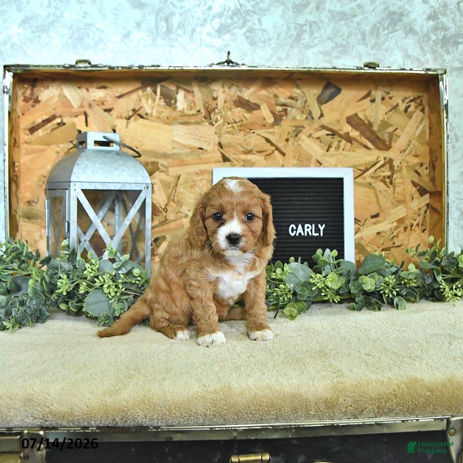 Cavapoo dogs Carly - Ad 2