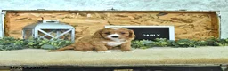 Cavapoo dogs for sale: Carly - Ad 2