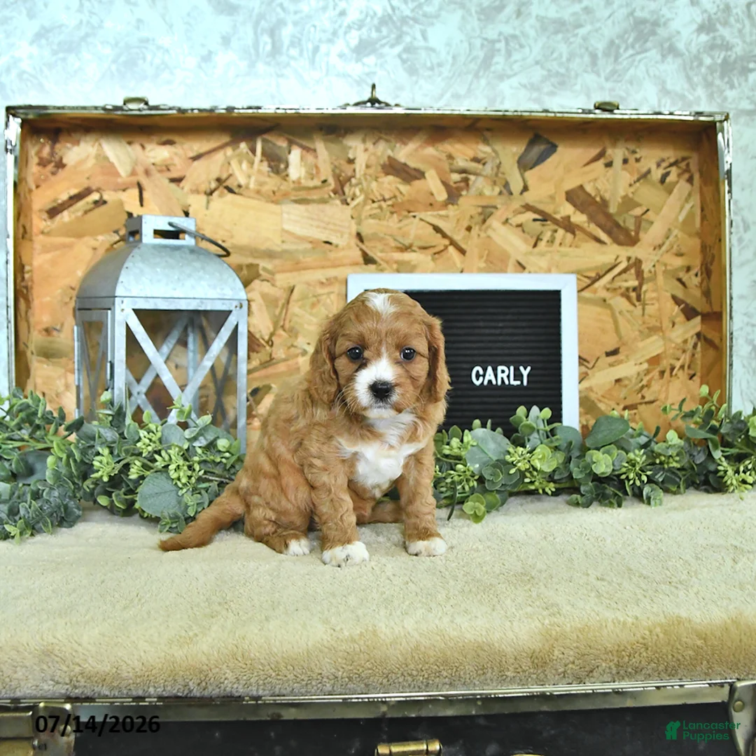Cavapoo dogs for sale: Carly - Ad 2
