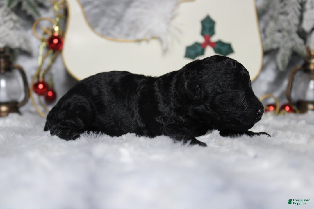 Toy Poodle dogs for sale: Onyx - Ad 8