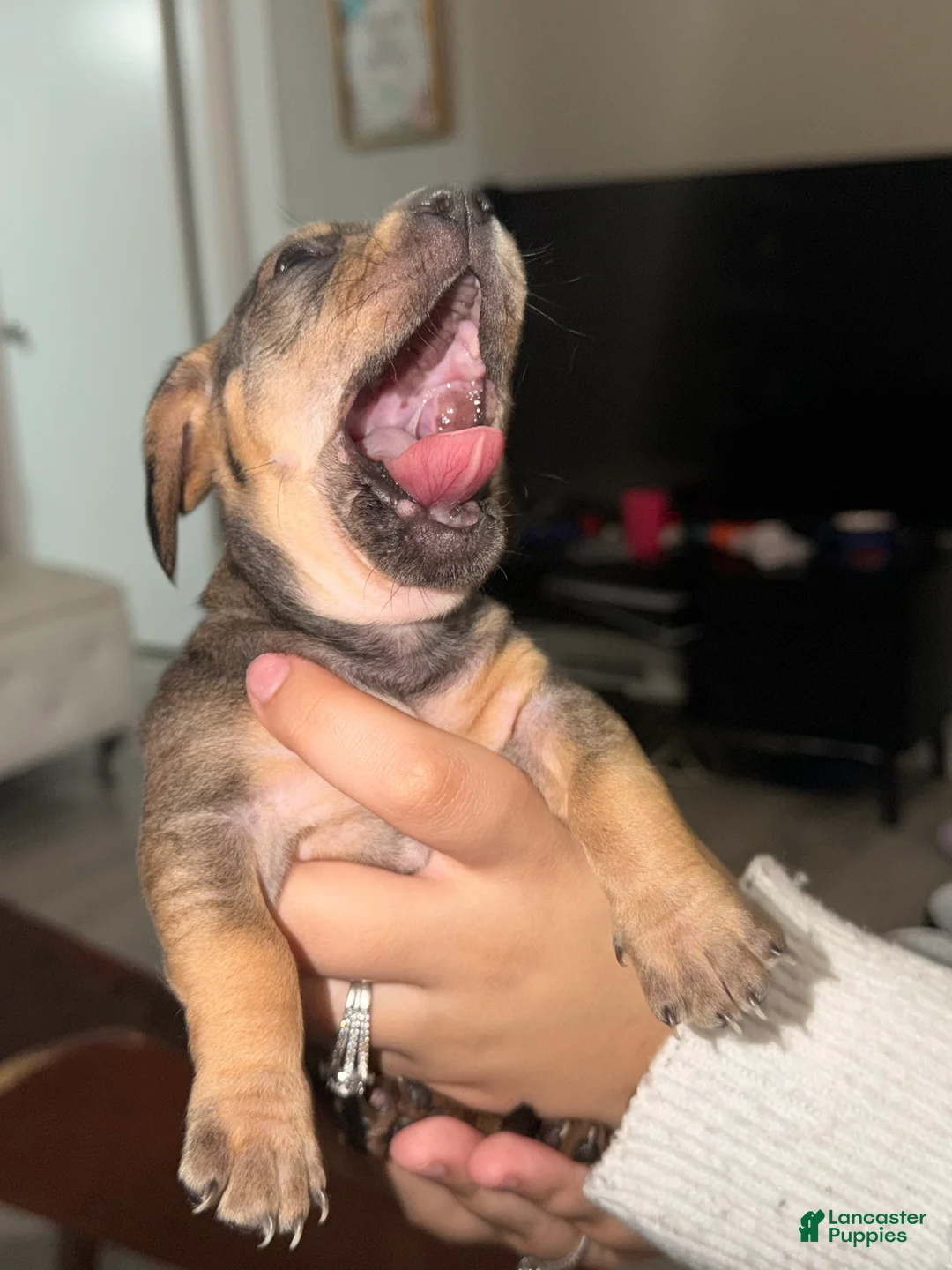 Chiweenie dogs for sale: Chiweenie Puppy 3 - Ad 1