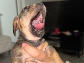 Chiweenie dogs Chiweenie Puppy 3 - Ad 3