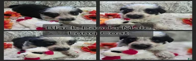 AKC Black Panda Long Coat Male 