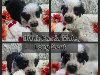 German Shepherd dogs for sale: AKC Black Panda Long Coat Male - Ad 2