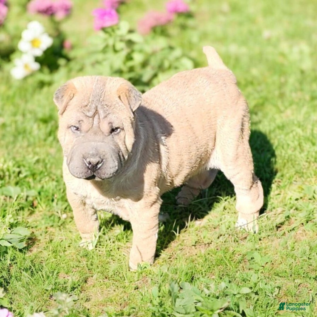 Ori Pei Mini Shar Pei Breeders Pei Mix Chinese Shar Pei Puppy
