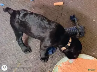 Mixed Breed dogs Mixed Breed Puppy 5 - Ad 18