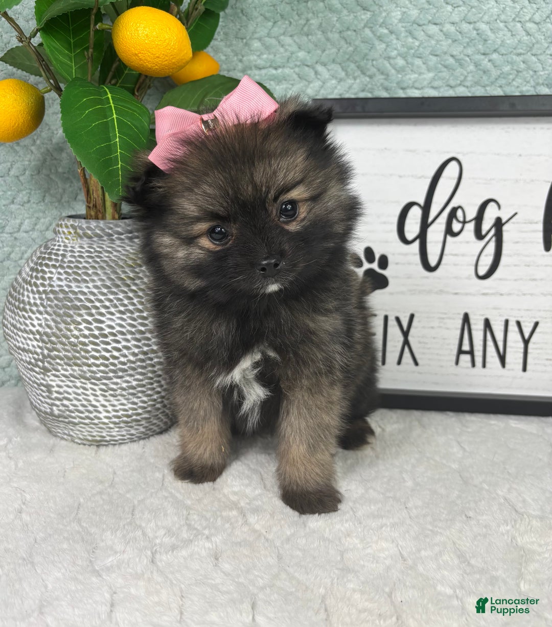 Pomeranian dogs for sale: Poppy - Ad 6