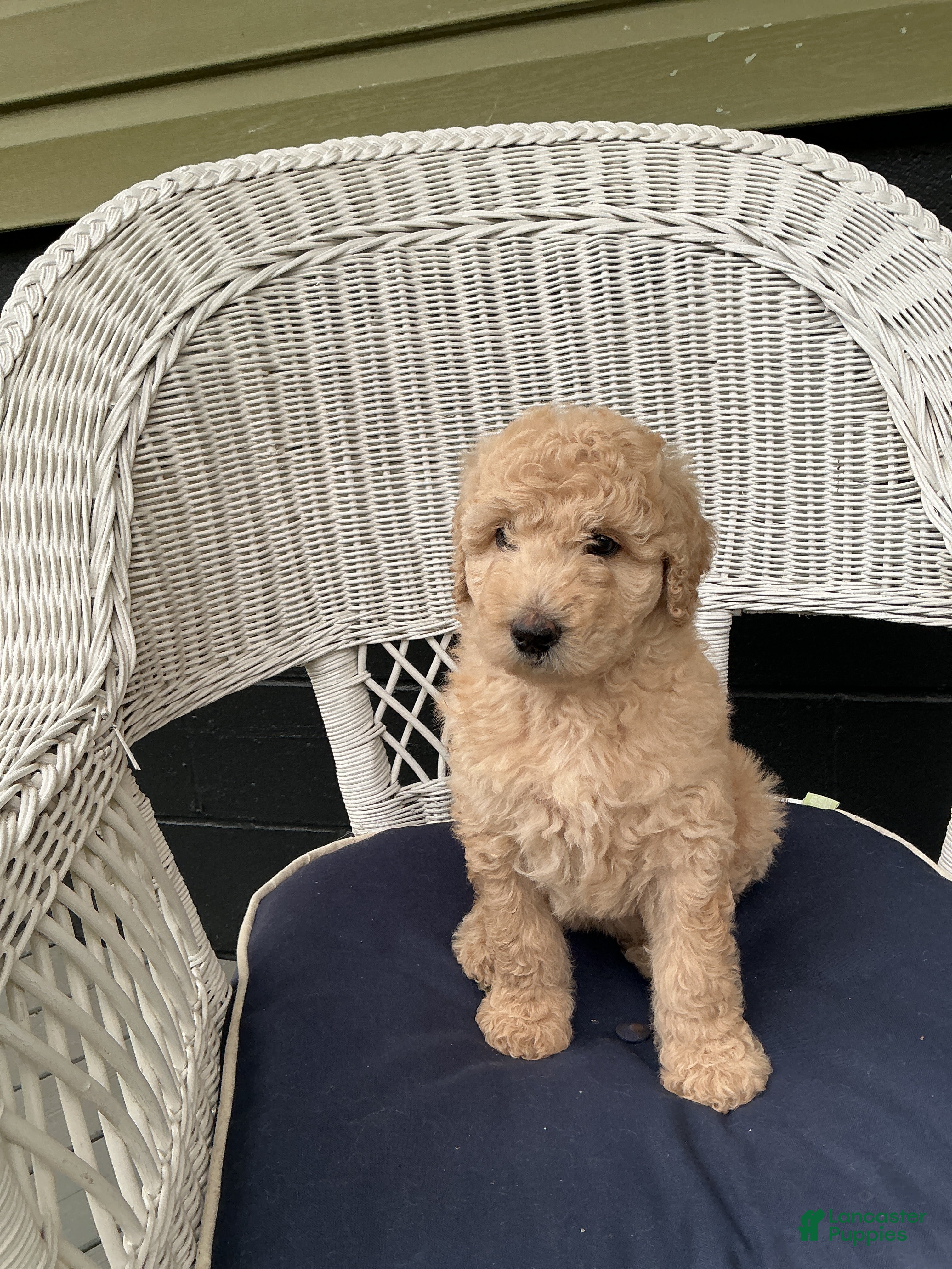 Goldendoodle dogs Goldendoodle 6 - Ad 1