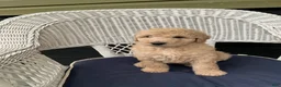 Goldendoodle dogs for sale: Goldendoodle 6 - Ad 1