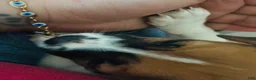 Mixed Breed dogs for sale: Mixed Breed 1 - Ad 8