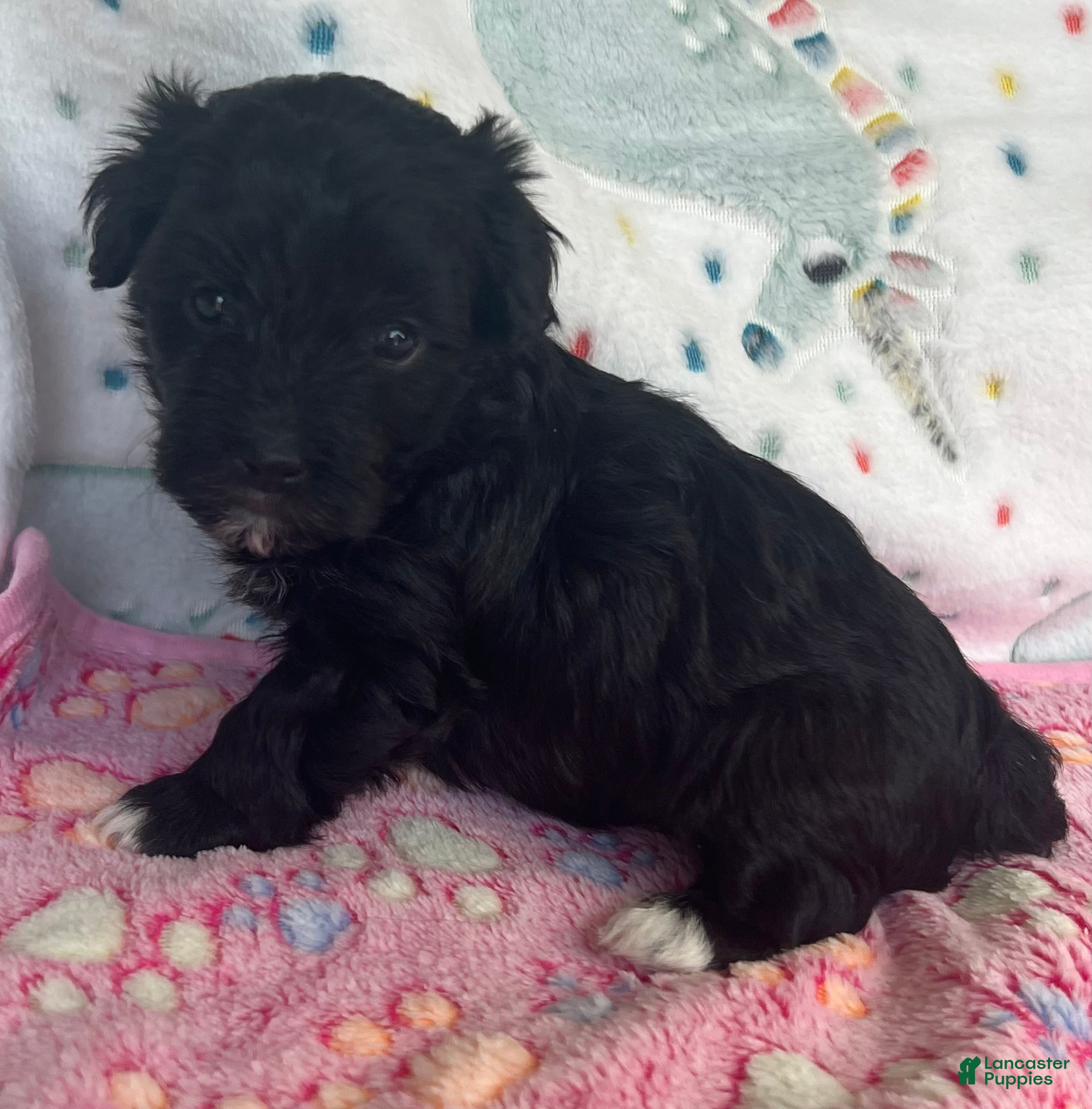 Havanese dogs for sale: Winston - Ad 3