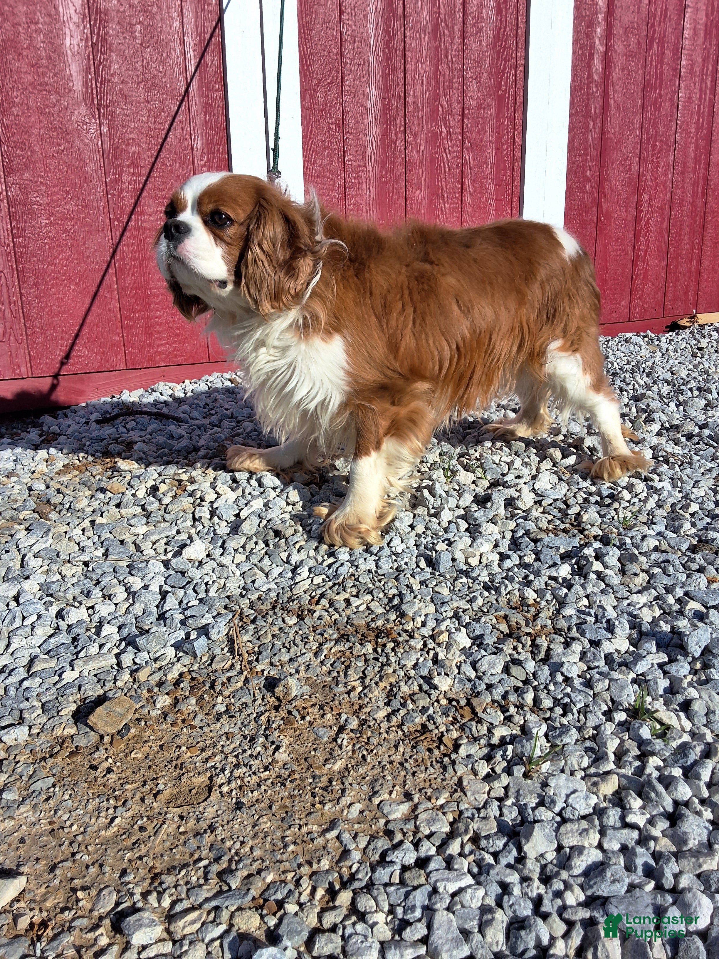 Cavalier King Charles Spaniel dogs Cavalier King Charles Spaniel Puppy 1 - Ad 2