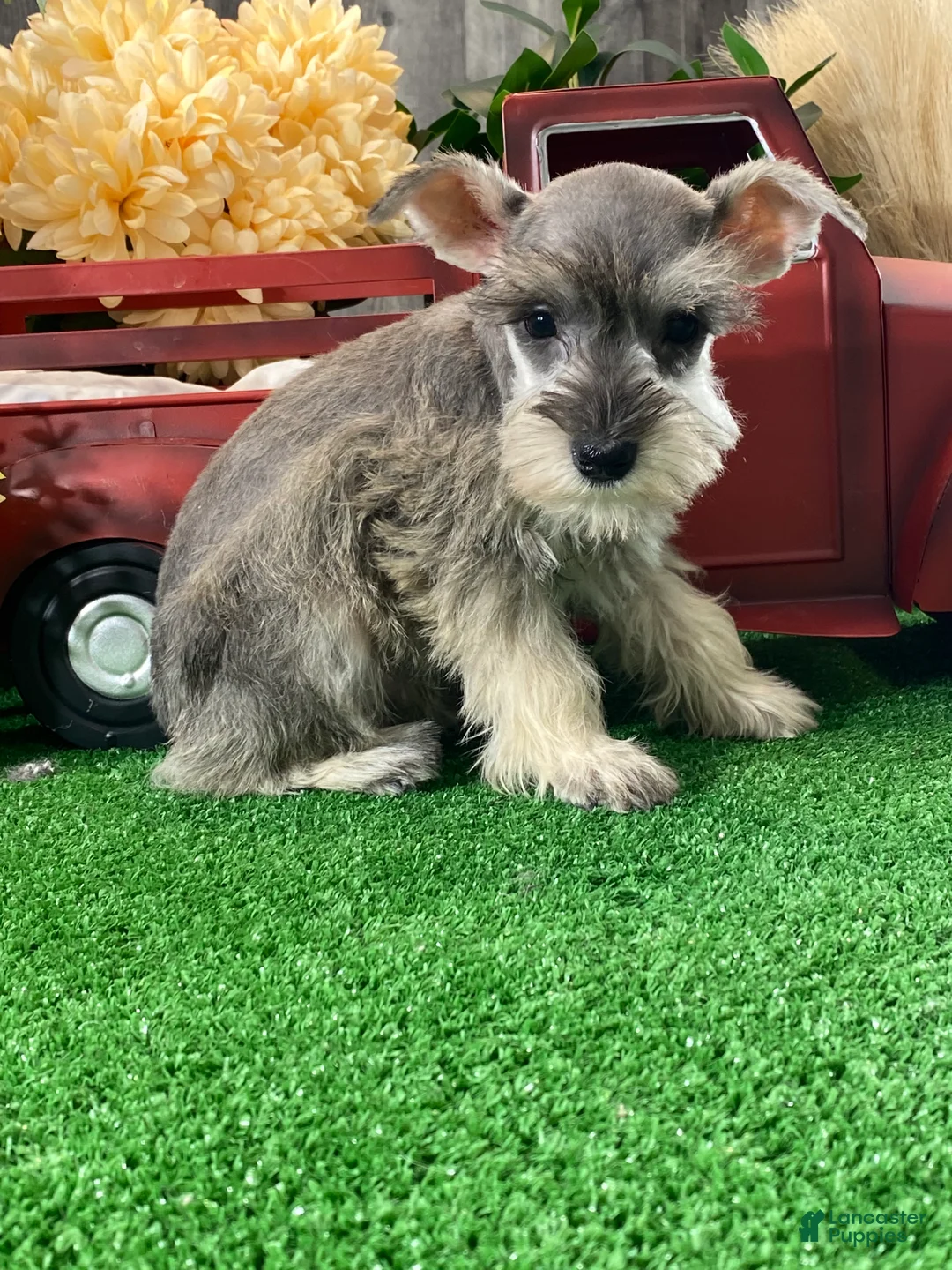 Miniature Schnauzer dogs for sale: King - Ad 4