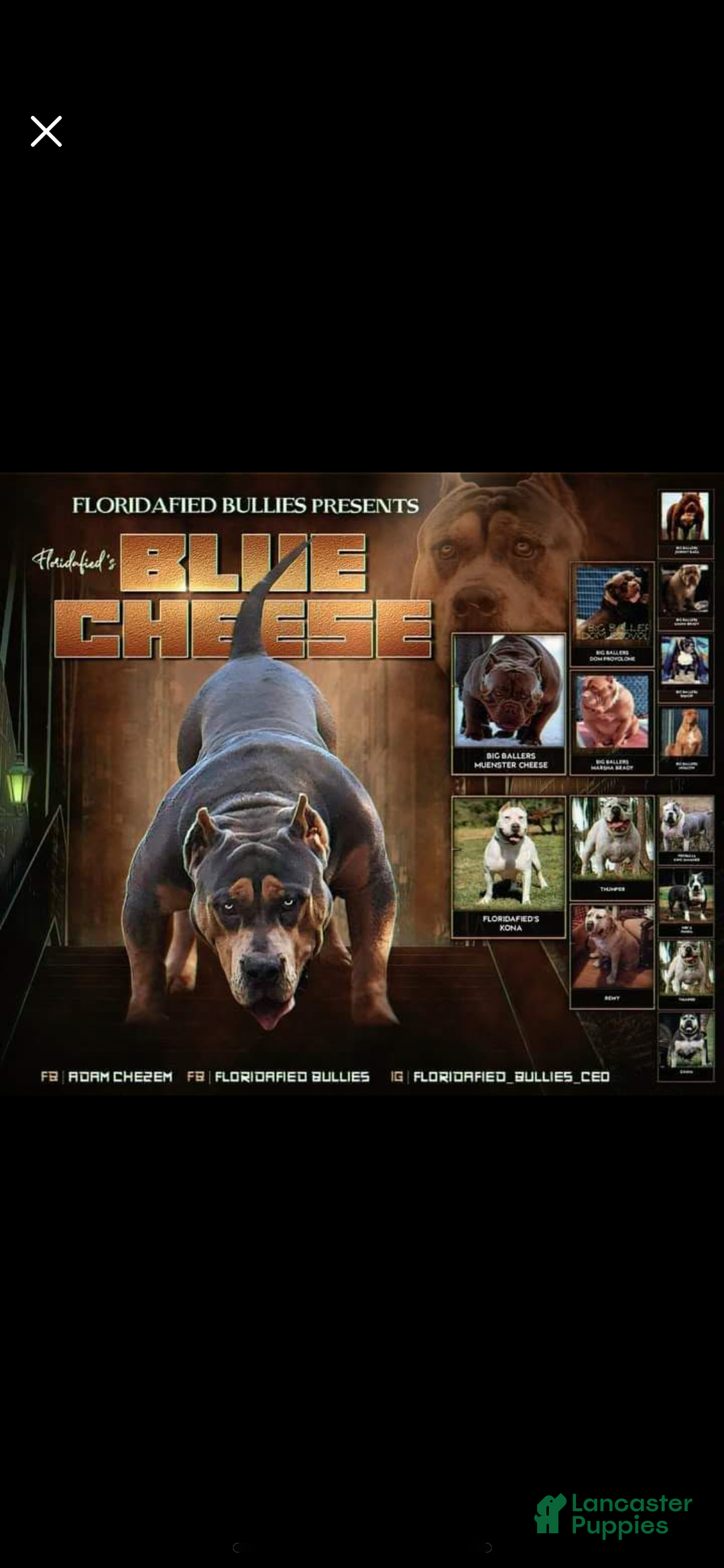 American Bully dogs for sale: Benny - Ad 5