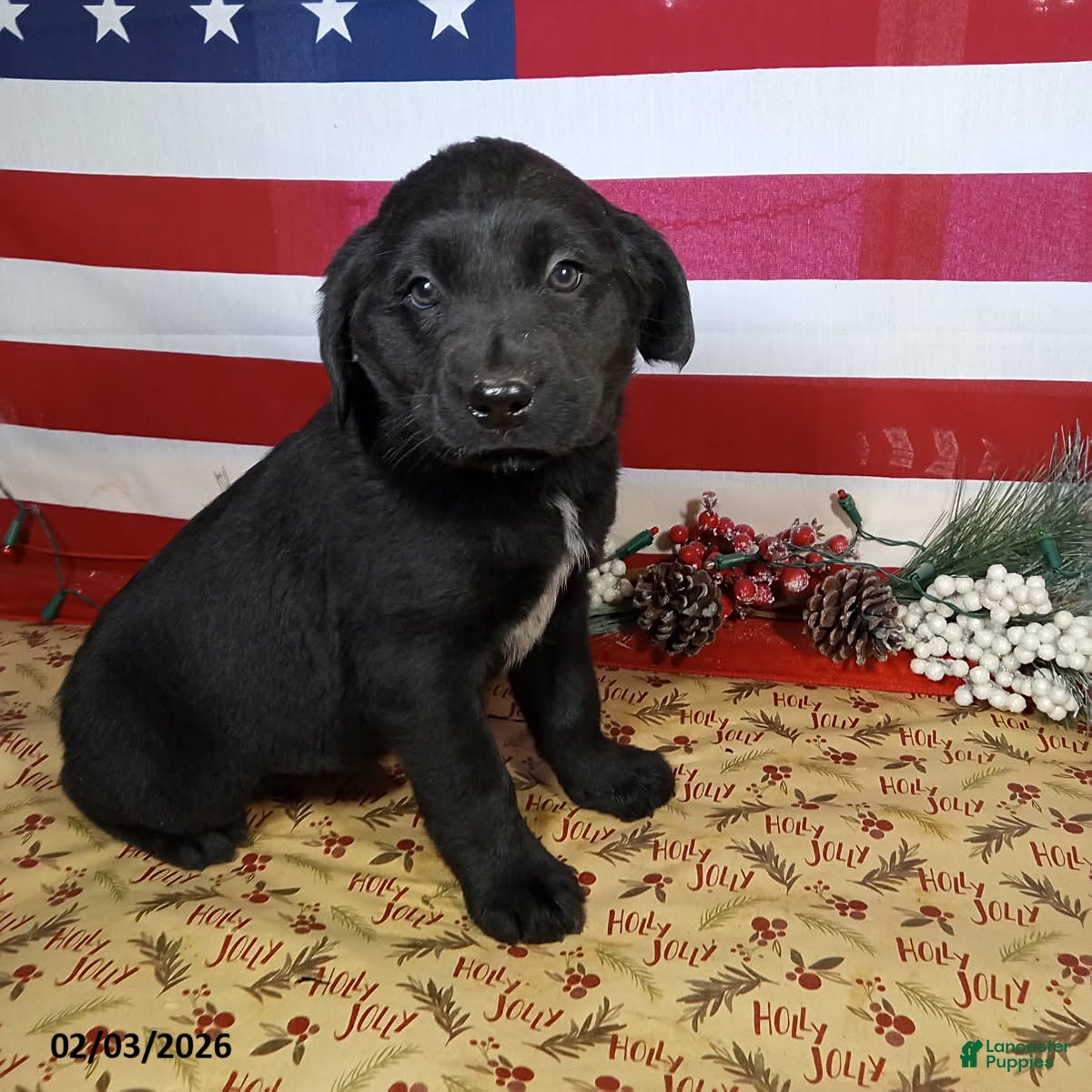 Mixed Breed dogs Lassie - Ad 1