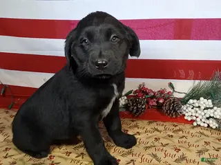 Mixed Breed dogs Lassie - Ad 1