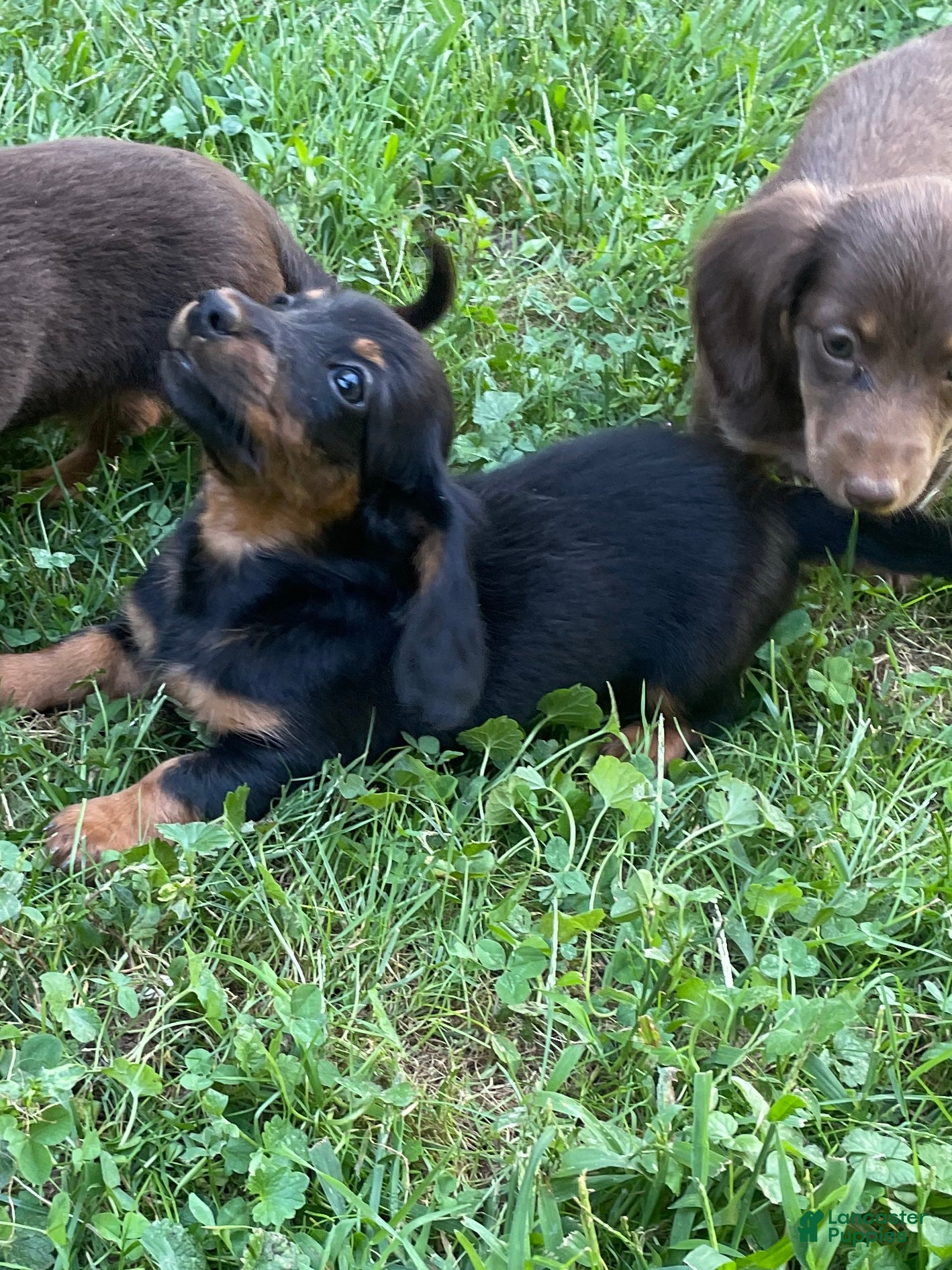 Miniature Dachshund dogs Kent  - Ad 2