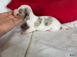 Miniature Dachshund dogs Akc Flicka LH DNA OFA - Ad 2