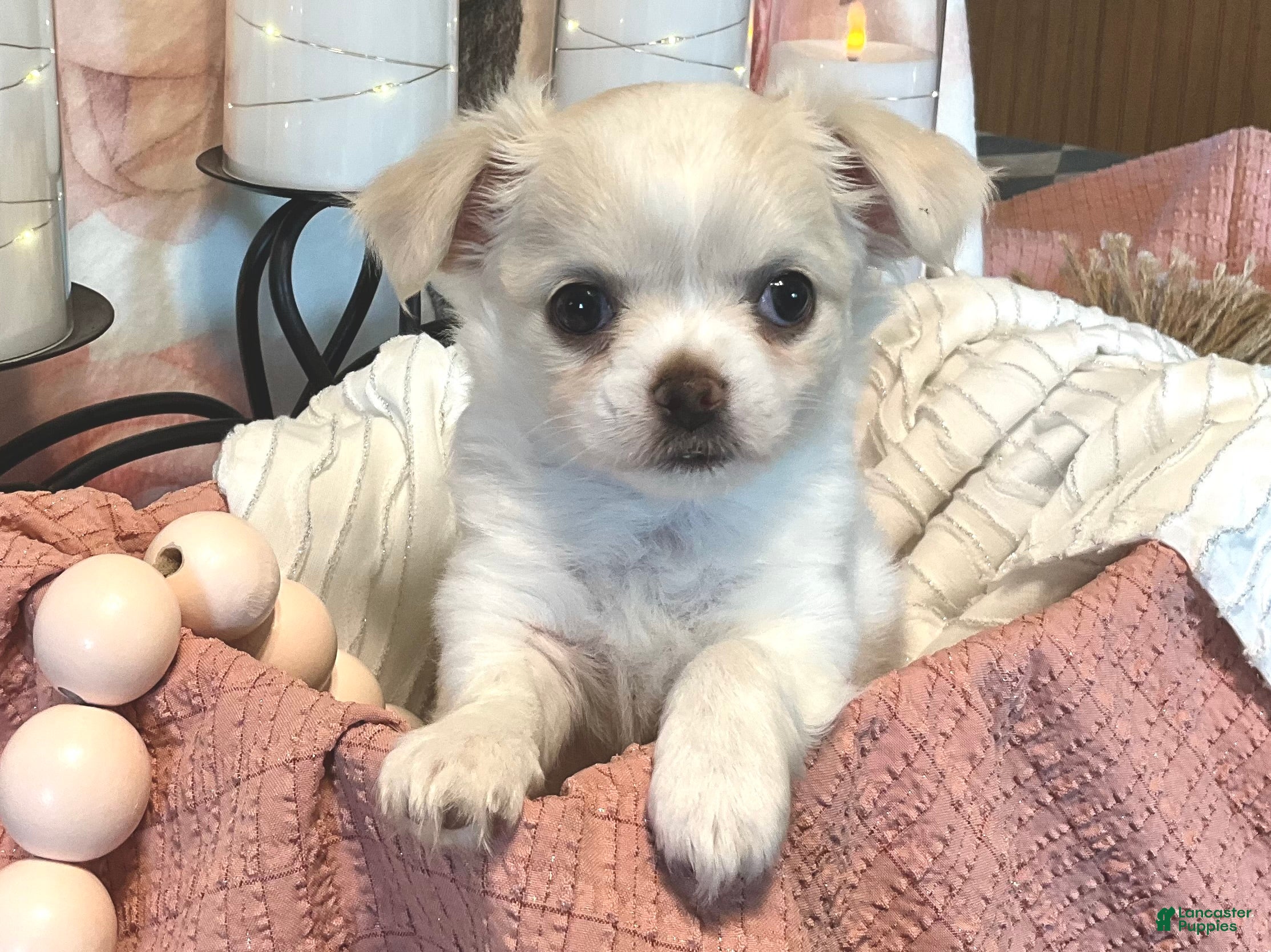 Chihuahua dogs Luna - Ad 1