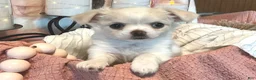 Chihuahua dogs for sale: Luna - Ad 1