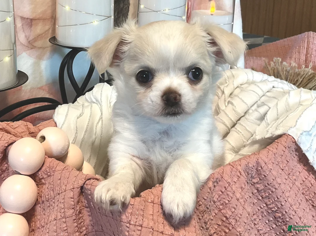 Chihuahua dogs for sale: Luna - Ad 1