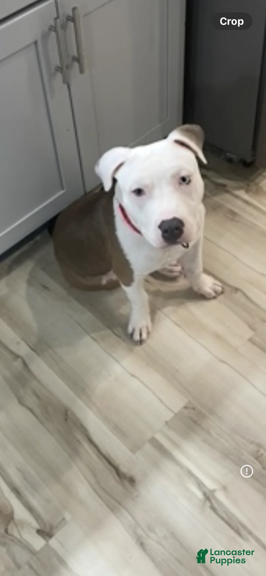 American Bully dogs for sale: Guapo - Ad 3