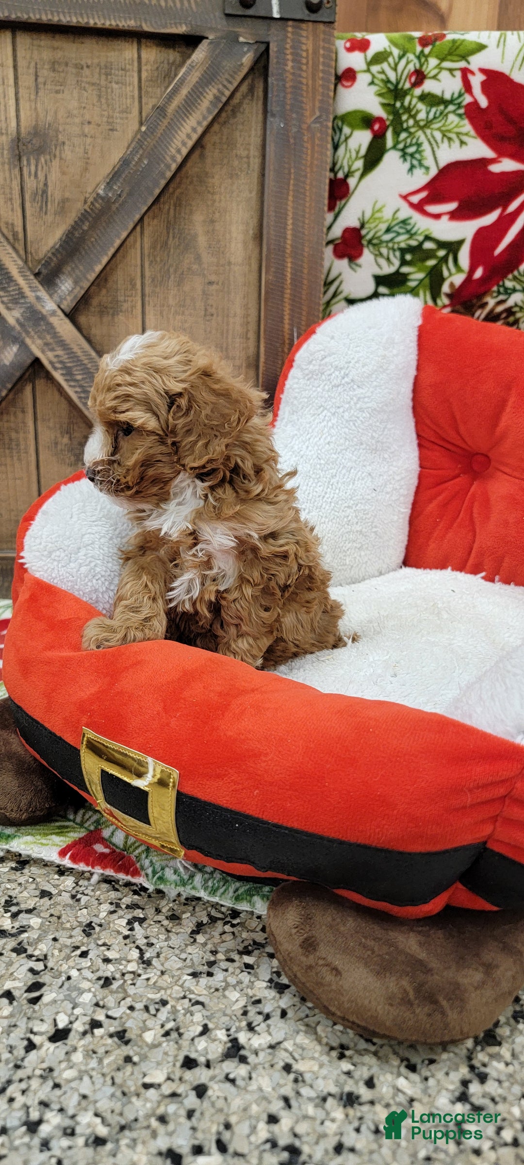 Toy Poodle dogs for sale: Moses - Ad 8