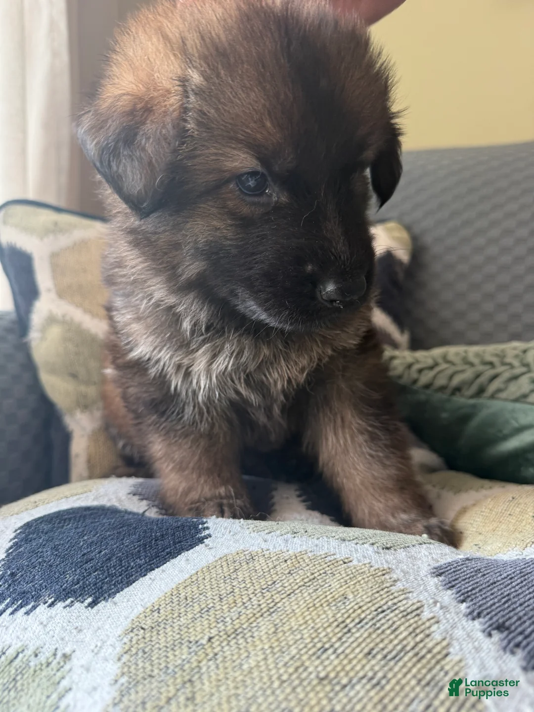 German Shepherd dogs for sale: German Shepherd Puppy 6-Red - Ad 2