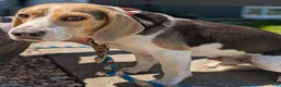 Beagle dogs for sale: Beadle Jojo Max - Ad 7