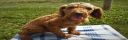 Miniature Poodle dogs for sale: Adam - Ad 9
