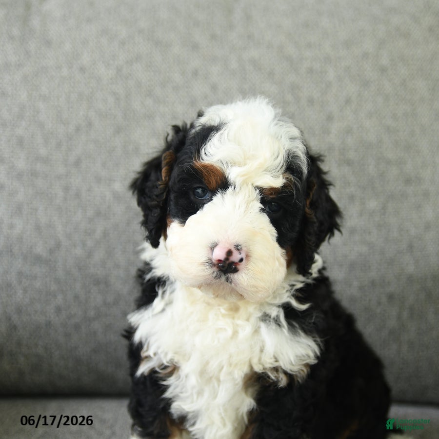 Bernedoodle dogs Scout - Ad 2