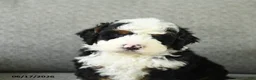 Bernedoodle dogs for sale: Scout - Ad 2