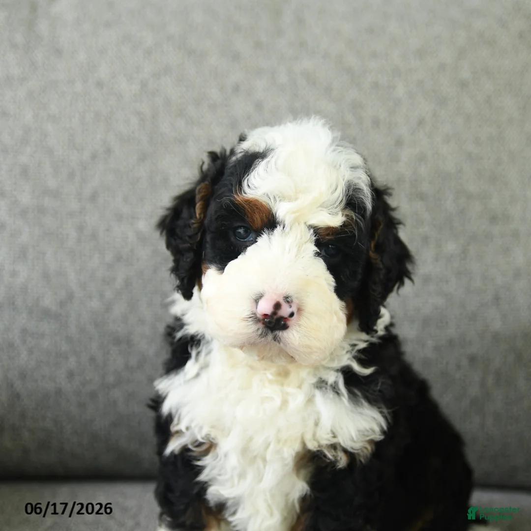 Bernedoodle dogs for sale: Scout - Ad 2