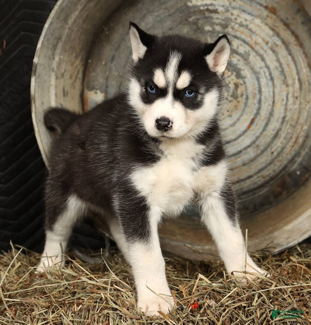 Siberian Husky dogs for sale: Twinkle - Ad 2
