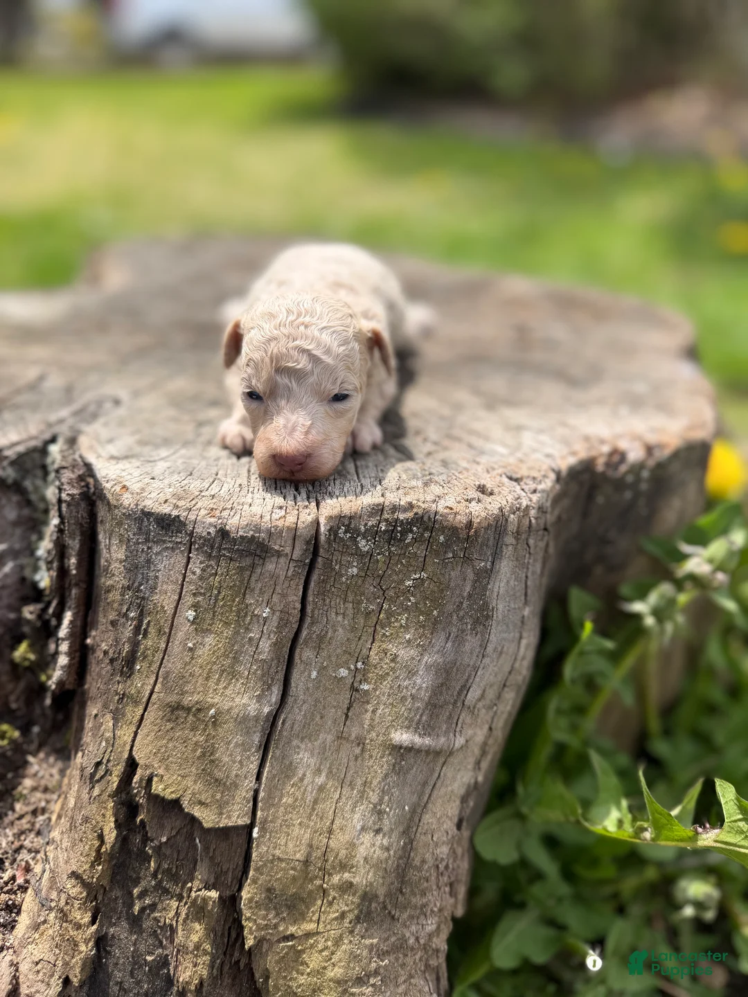 Toy Poodle dogs for sale: Coral - Ad 1