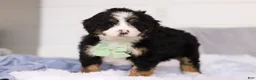 Mini Bernedoodle dogs for sale: Teddy  - Ad 2
