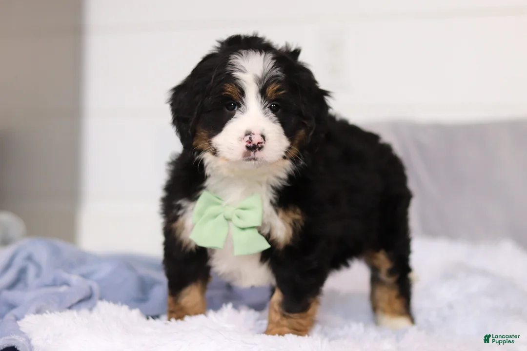 Mini Bernedoodle dogs for sale: Teddy  - Ad 2