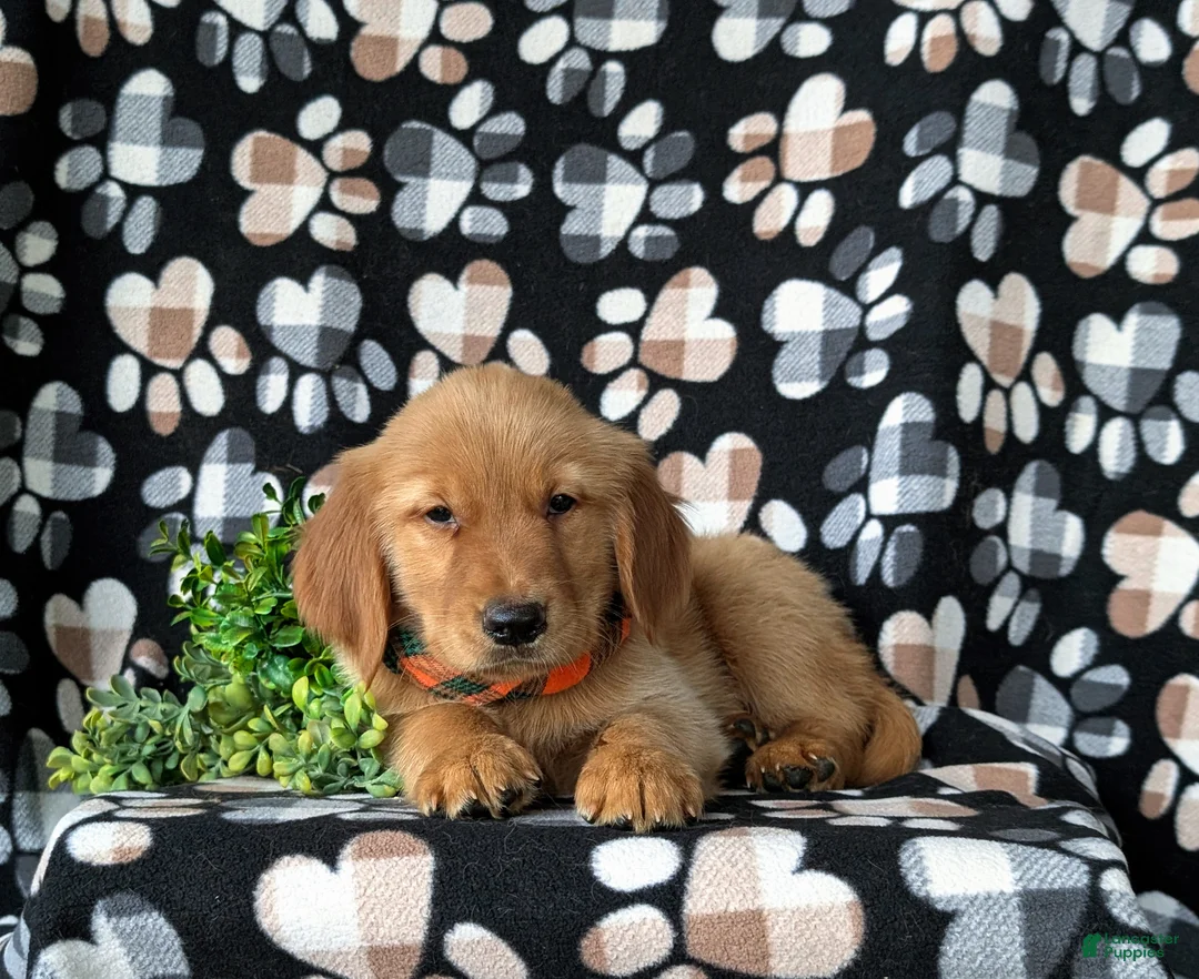 Golden Retriever dogs for sale: Coby - Ad 7