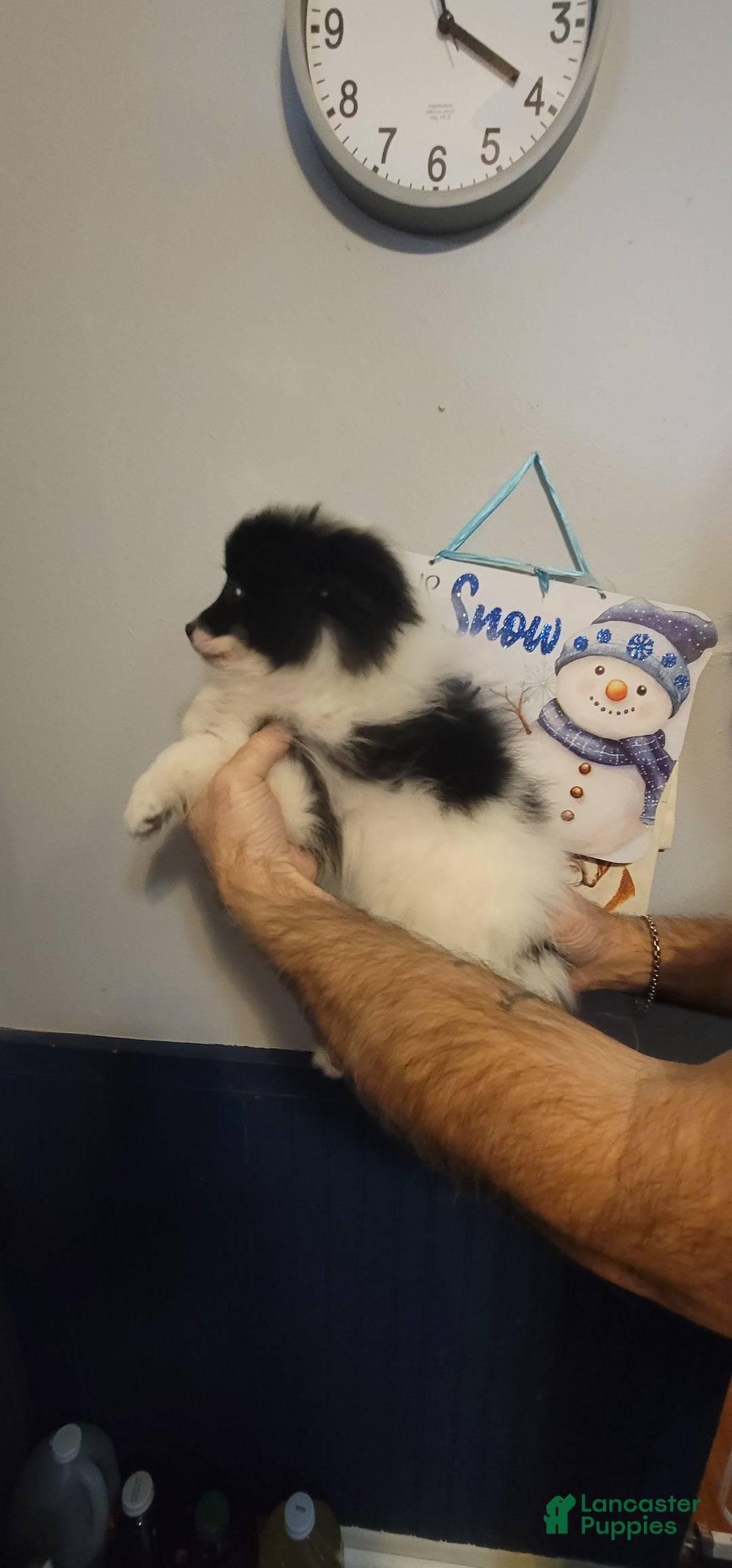 Pomeranian dogs for sale: Paul - Ad 2