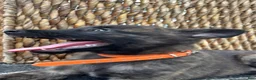 Dutch Shepherd dogs for sale: Dutch Shepherd 6 - Ad 1