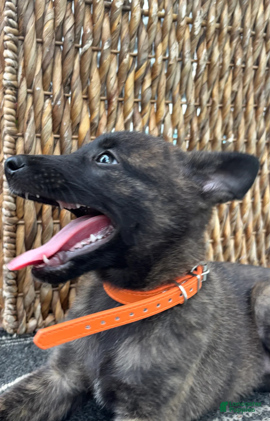 Dutch Shepherd dogs for sale: Dutch Shepherd 6 - Ad 1