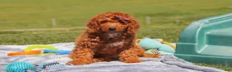 Miniature Labradoodle dogs for sale: Tonya - Ad 1