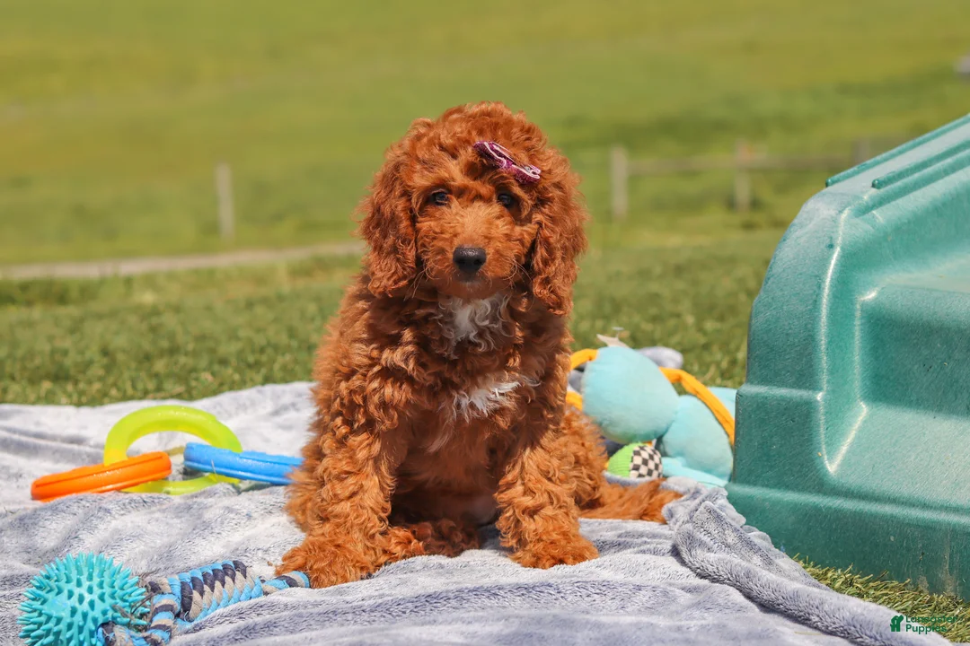 Miniature Labradoodle dogs for sale: Tonya - Ad 1